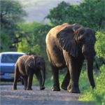 Elephants on the Road